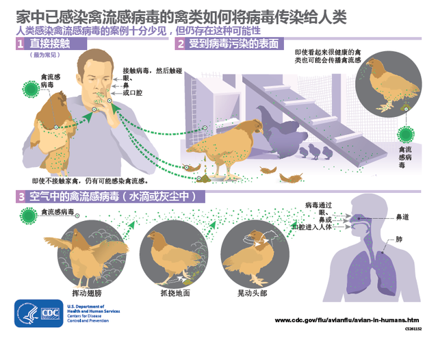 H9禽流感，深入理解临床症状与防控策略