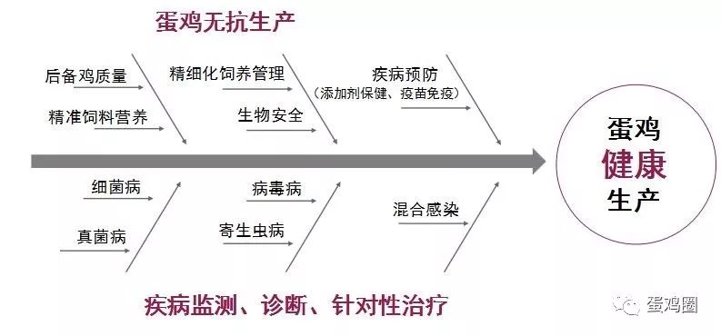 鸡禽流感H5H7症状及其防控策略