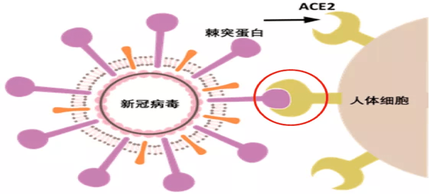 H9N9病毒，起源、影响与防控策略