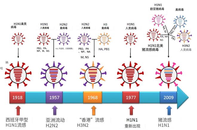 流感病毒从何时开始传染，历史、机制与防控