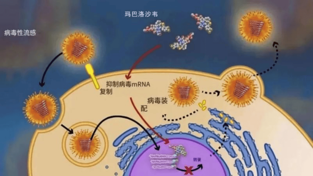 流感病毒从何时开始传染，历史、机制与防控