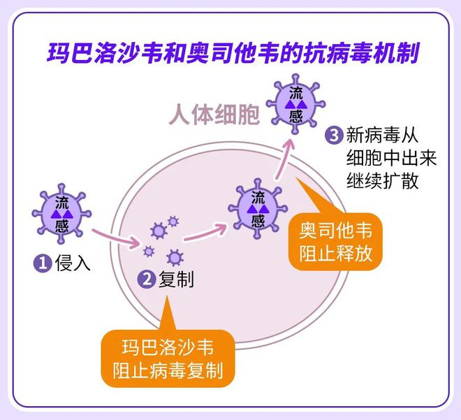 流感病毒可通过多种途径传播与影响